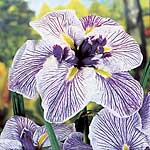 Iris Ensata Caprician Butterfly