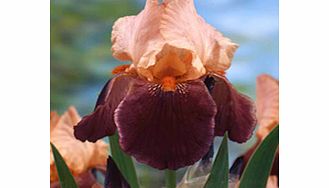 IRIS germanica Plant - Cimarron Strip