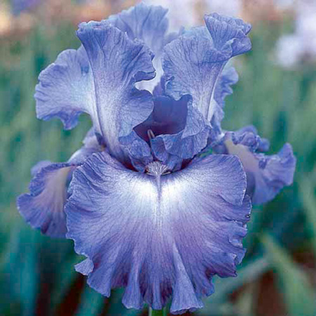 iris Germanica Twin Pack - Sea Swells and War