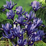 iris Miniature Reticulata