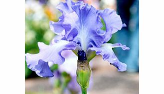 IRIS Plant - Victoria Falls