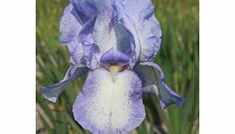 IRIS Plants - Blue Shimmer