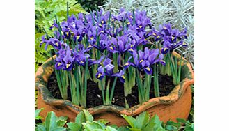 IRIS reticulata Bulbs - Harmony