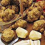 Artichoke Fuseau Tubers 175285.htm