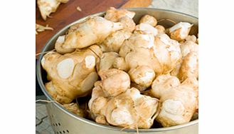 Jerusalem Artichoke Tubers - Fuseau