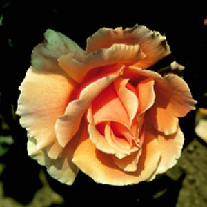 Just Joey Hybrid Tea Rose (pre-order now)