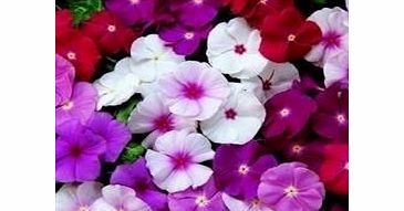 Just Seed - Flower - Vinca rosea - Cooler Mixed - 20 Seeds