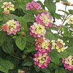 Lantana Collection Plants 402451.htm