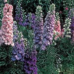 Larkspur Hyacinth-Flowered Mixed Seeds 416330.htm