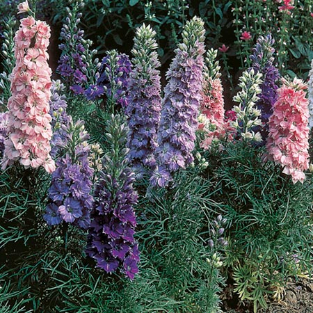 Larkspur Hyacinth-Flowered Mixed Seeds Average