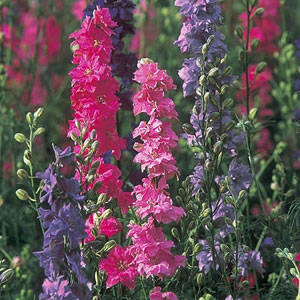 Larkspur Stock Flowered Mix Seeds