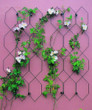 Garden Trellis