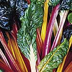 Leaf Beet Bright Lights Seeds 438991.htm