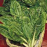 Leaf Beet Perpetual Spinach Seeds 431837.htm