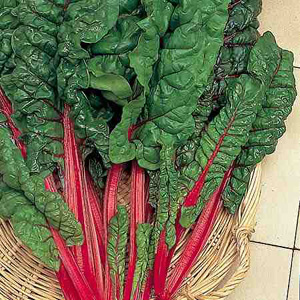 leaf Beet Rhubarb Chard Seeds