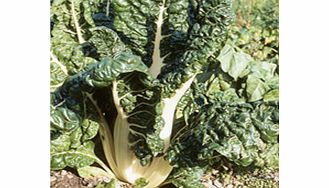 Beet Silver Chard Seeds