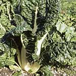 leaf Beet Silver Chard (Swiss Chard) Seeds