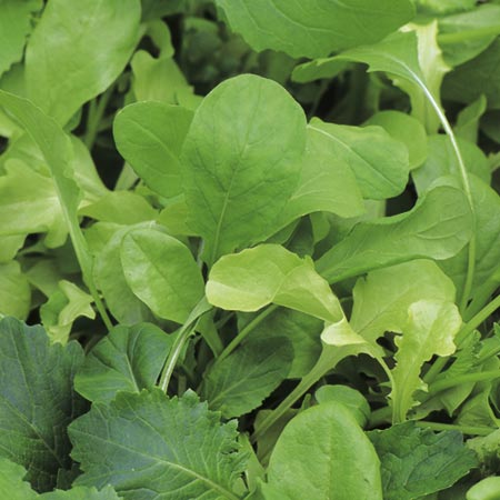 Salad Italian Mix Seeds 1.50g Pack of seeds