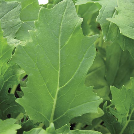 Salad Mizuna Waido Seeds Average Seeds 260