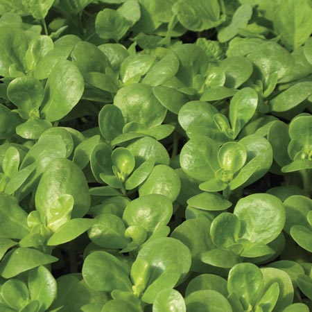 Salad Purslane Golden Seeds Average Seeds 480