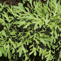 Leaf Salad Seeds - Mustard Golden Streaks