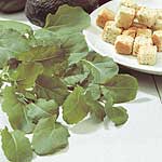 Leaf Salad Texsel Greens Seeds