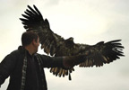 Bird of Prey Half Day Experience UK Wide