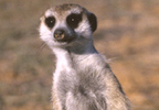 Lifestyle Meerkat Encounter