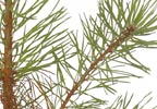 Lifestyle Scots Pine Tree