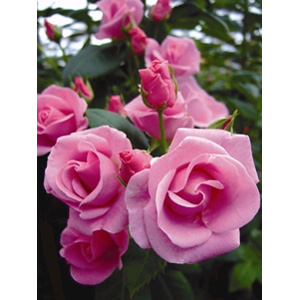 Lucky Floribunda Rose