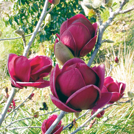 Magnolia Genie 1 Potted Plant