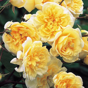 Malvern Hills - Climbing Rose (pre-order now)