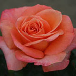 Mama Mia Hybrid Tea Rose