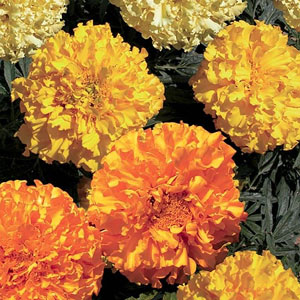 Marigold African Equinox Seeds