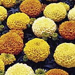 marigold African F1 Marvel Gold Seeds