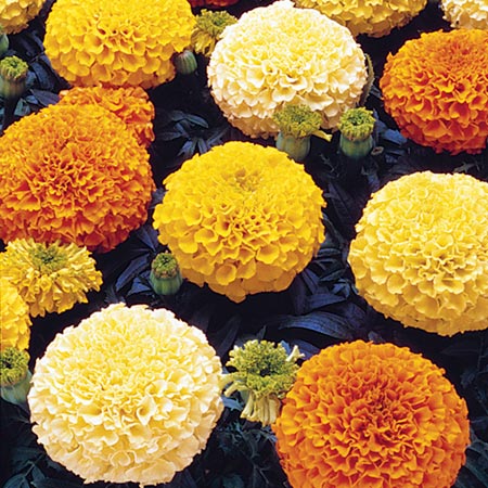 marigold African F1 Marvel Mixed Seeds Average