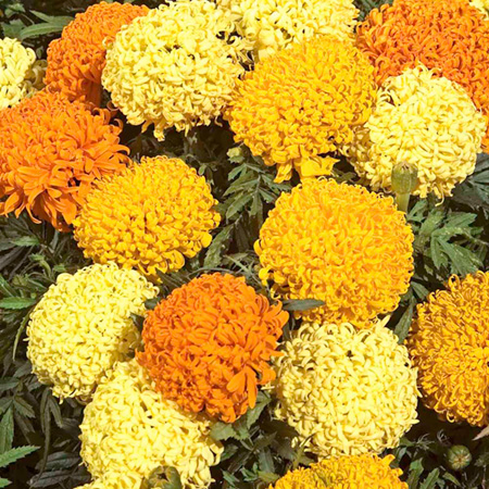 Marigold (African) Lemon Puff Average Seeds 50