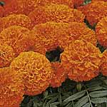 marigold (African) Space Hopper Seeds 421188.htm