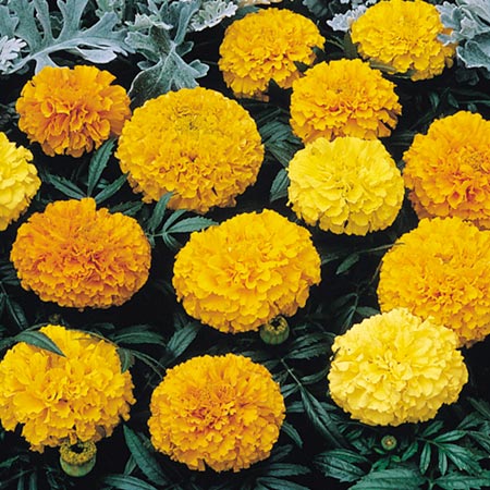 marigold (African) Sunspot Mixed Seeds (Tagetes