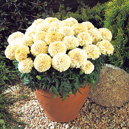 marigold (African) Vanilla Plants Pack of 40