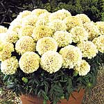 Marigold (African) Vanilla Plants