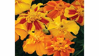 Marigold (Afro-French) Seeds - Sunburst Mixed F1