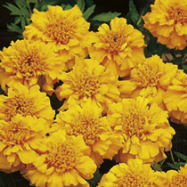 Marigold (Afro-French) Seeds - Zenith ORANGE F1