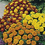 marigold (Dwarf French) Boy 0Boy Mixed Seeds