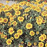 marigold (Dwarf French) Dainty Marietta Seeds