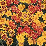 marigold (Dwarf French) Disco Seeds