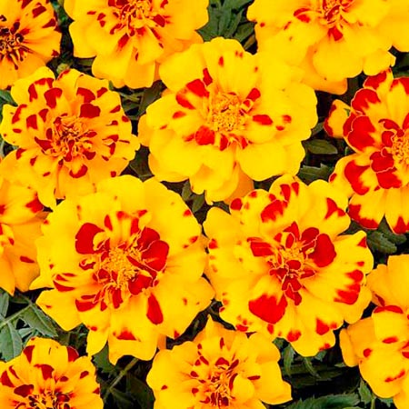 Marigold (Dwarf French) Durango Bolero Seeds