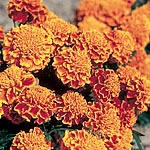 marigold (Dwarf French) Honeycomb Seeds