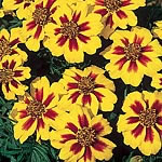 marigold (Dwarf French) Naughty Marietta Seeds