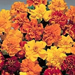 marigold (Dwarf French) Safari Mixed Seeds